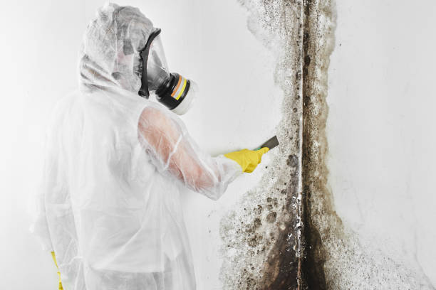 Professional Mold Remediation in Fairview, UT