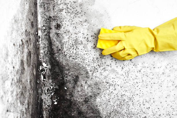 Best Basement Mold Remediation in Fairview, UT