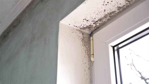 Best Bathroom Mold Remediation in Fairview, UT