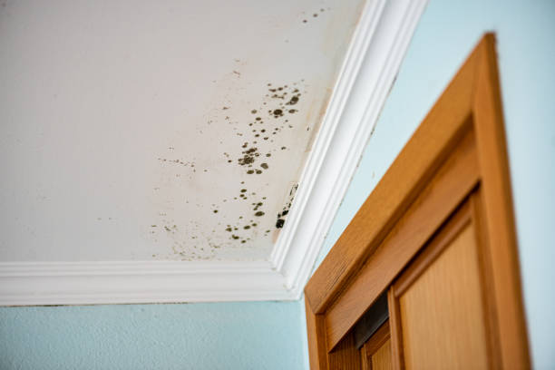 Best Post-Flood Mold Remediation in Fairview, UT