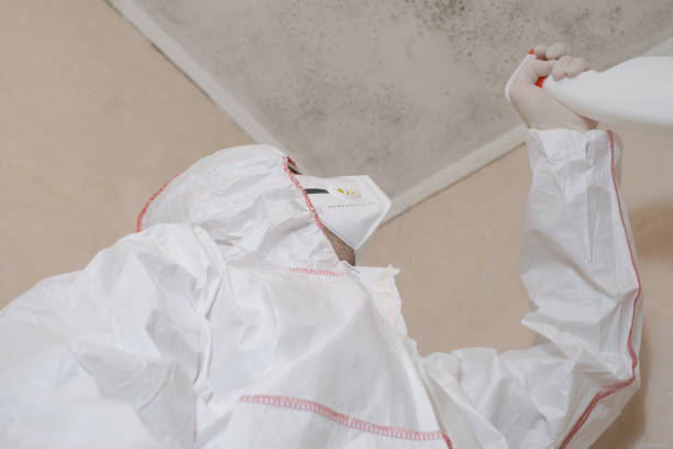 Best Attic Mold Remediation in Fairview, UT