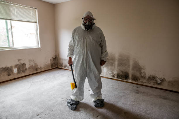 Best White Mold Remediation in Fairview, UT