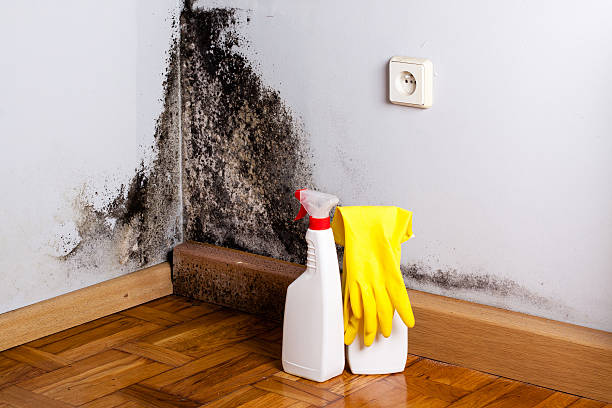 Best Kitchen Mold Remediation in Fairview, UT