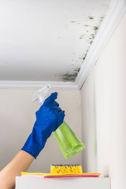 Best Commercial Mold Remediation in Fairview, UT