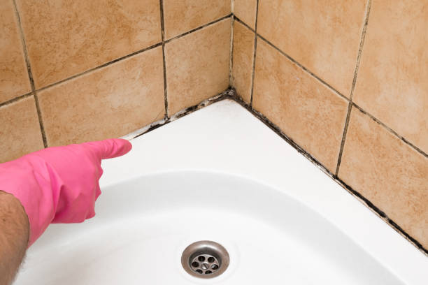 Best Emergency Mold Remediation in Fairview, UT